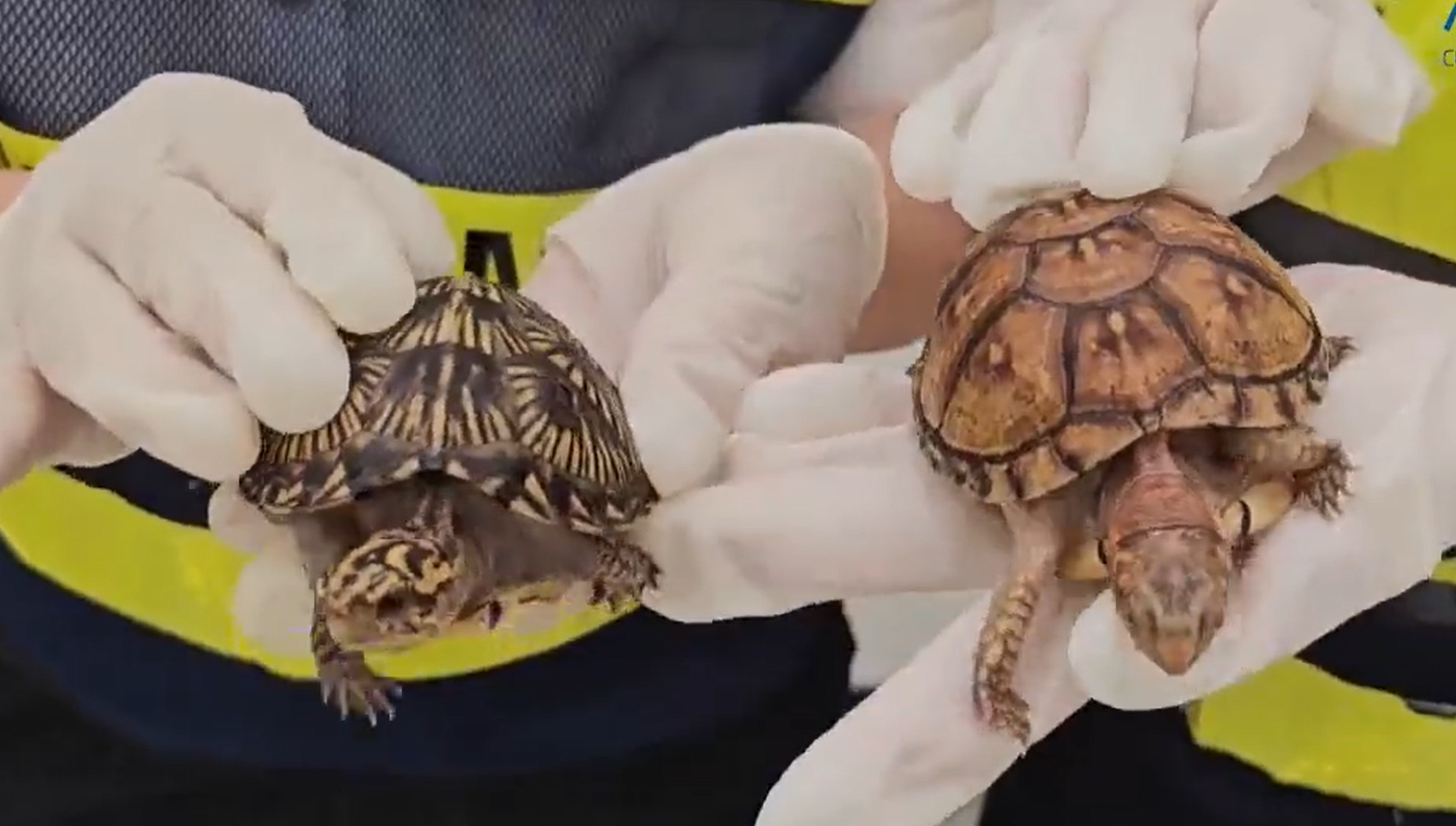 皇崗海關關員在福田口岸查獲一名旅客身藏6隻活體龜,意圖走私進內地。(中國海關總署)