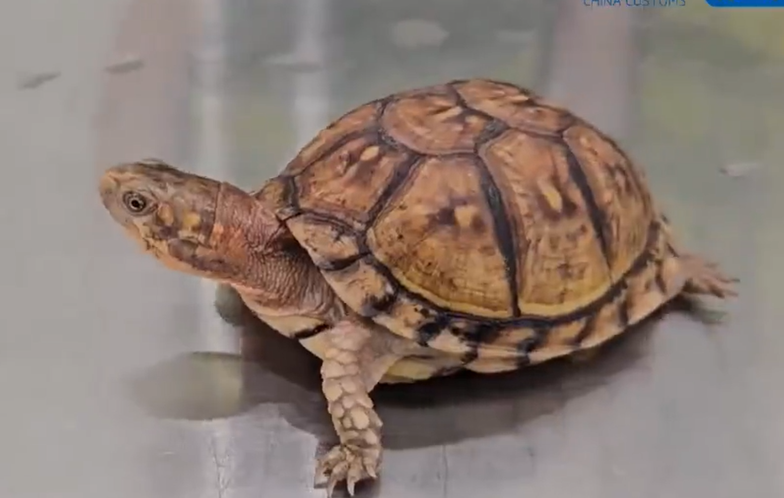 皇崗海關關員在福田口岸查獲一名旅客身藏6隻活體龜,意圖走私進內地。(中國海關總署)