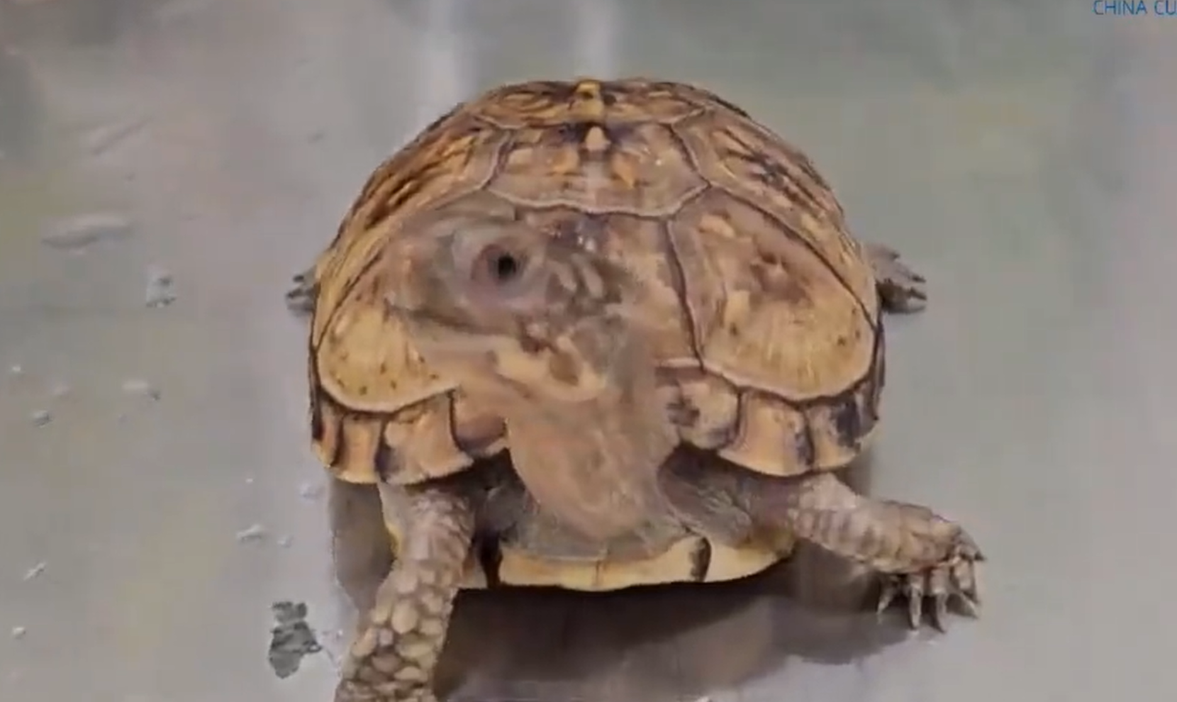 皇崗海關關員在福田口岸查獲一名旅客身藏6隻活體龜,意圖走私進內地。(中國海關總署)