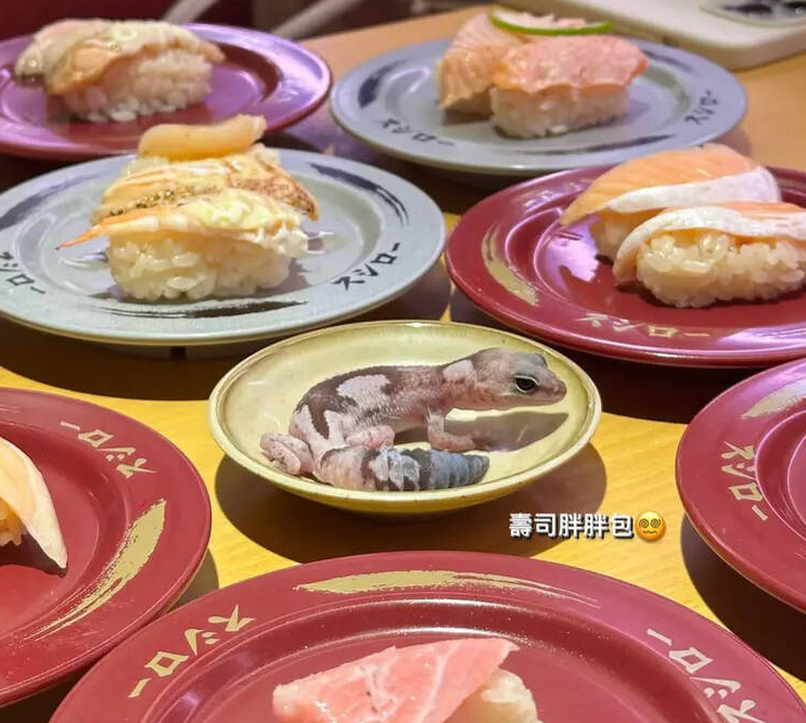 有人認為守宮雖然可愛,但「根本放錯地方」。(互聯網)