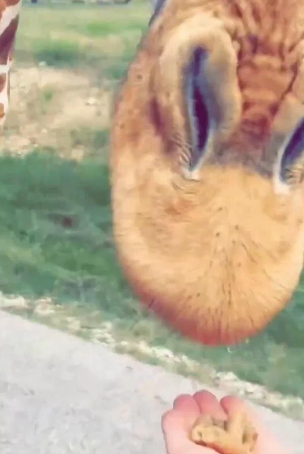 Sierra向一隻站在路邊長頸鹿遞上食物,並鼓勵Paisley去觸摸牠。(X)