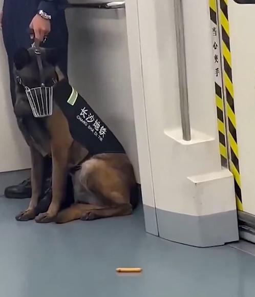 牠一方面低頭目瞪口呆緊地盯著地上的零食,但又似乎知道自己正在執勤需要服從命令,令這警犬陷入兩難之境。(微博)