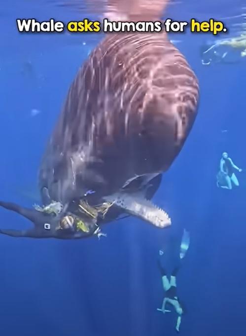 女潛水員主動靠近抹香鯨,小心地清除牠咀裡的垃圾。(YouTube)