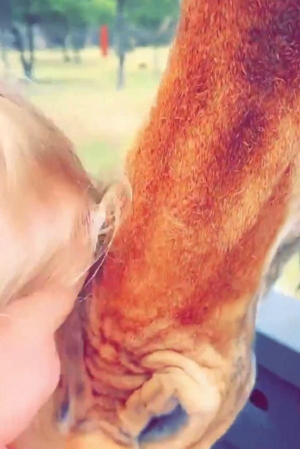 長頸鹿似乎對Paisley很好奇,低頭聞嗅,突然咬住她的上衣將她叼起。(X)