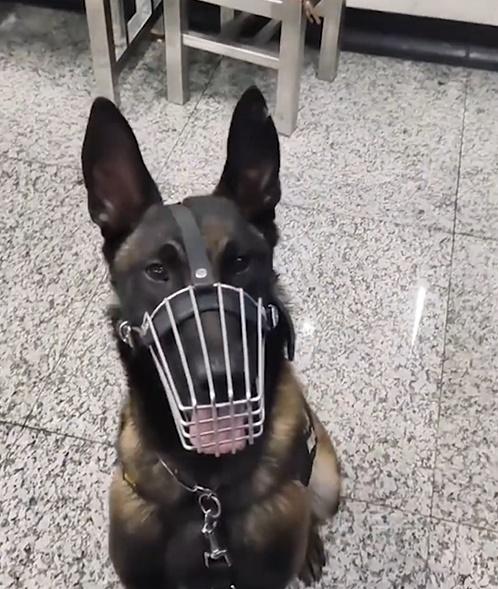 領犬員稱,會再加強對於警犬的食物忍耐訓練。(微博)