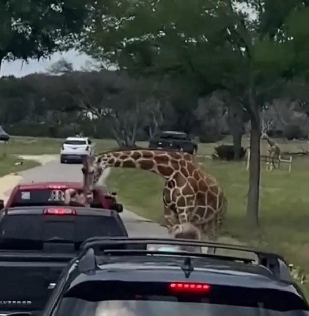 長頸鹿似乎對Paisley很好奇,低頭聞嗅,突然咬住她的上衣將她叼起。(X)