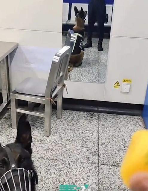 領犬員於事後表示,這隻警犬出勤前因為未吃早餐,所以表現得飢腸轆轆。(微博)