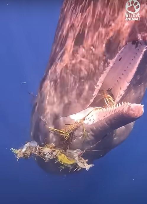 一條抹香鯨游向正在拍攝海洋的潛水團隊,並張開被各種垃圾雜物纏著的咀巴。(YouTube),似乎在向人類求助