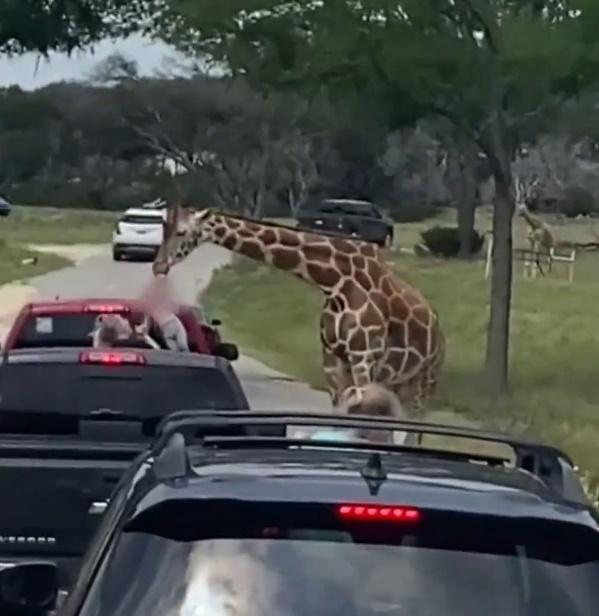 長頸鹿將Paisley整個人叼起來,慶幸Sierra迅速伸手拉著女兒並將她抱回懷中。(X)
