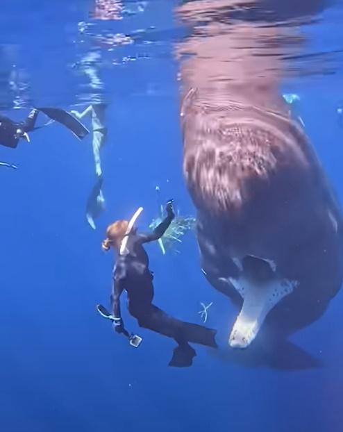 期間抹香鯨耐心等待,保持咀巴張開,讓女潛水員將一件又一件的垃圾清除,直到完畢,才合上咀巴。(YouTube)