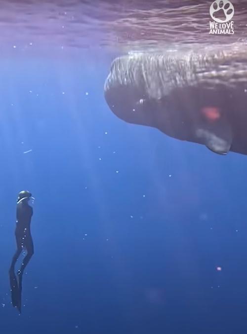 抹香鯨事後沒有立刻離開,而是在團隊附近徘徊。(YouTube)