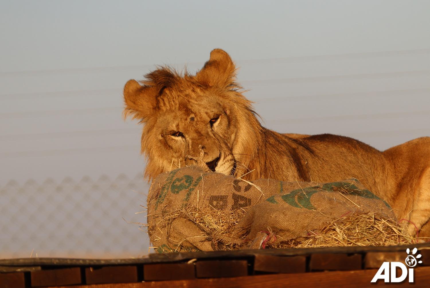 6隻獅子正在野生動物保護區沐浴陽光,玩著裝滿貓薄荷的沙袋,並享受玩巨型波波的樂趣。(FB)