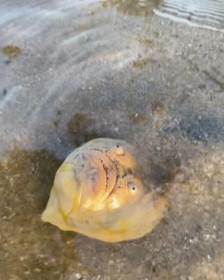 這個奇怪生物身體似乎埋在沙下,僅有臉部露出。(YouTube)