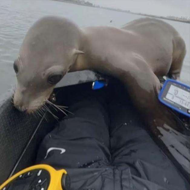 Logan Hibbard表示,海獅通常會和人類保持一定距離,這隻小海獅卻似乎對人類相當好奇。(YouTube)