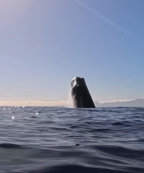 最後,抹香鯨游向海面激起巨大水花後離去。(YouTube)