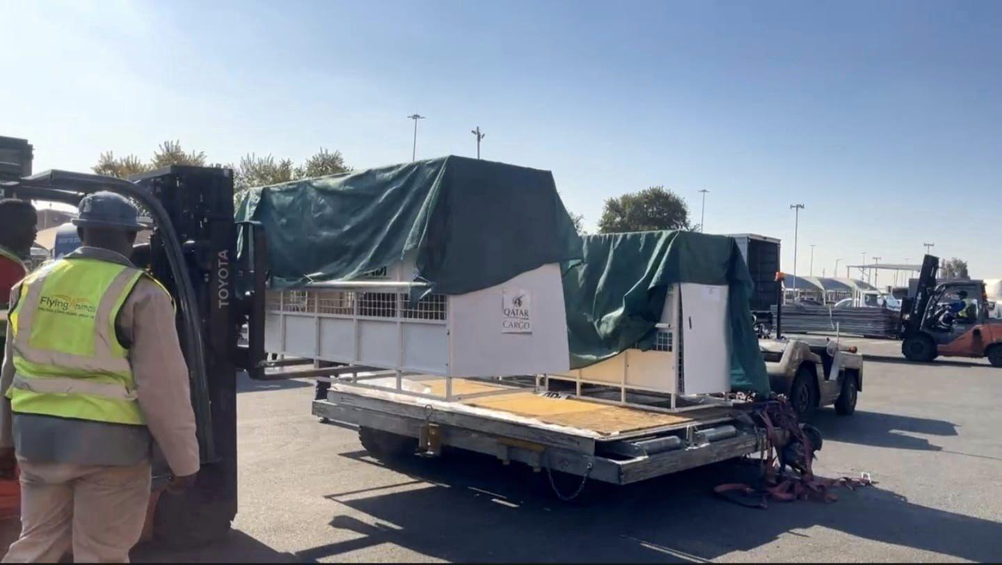 這群獅子目前已透過協會和卡達航空的幫助,在獸醫陪伴全程監控下,順利回到非洲的土地。(FB)