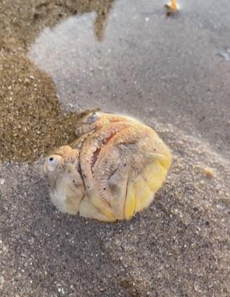 牠全身呈棕色,頭部扁平,嘴巴和眼睛朝上。(YouTube)