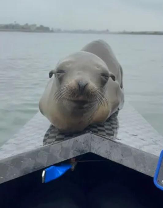 小海獅直接跳上賽艇,在船頭逗留。(YouTube)