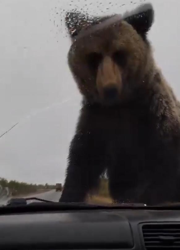 司機響按想嚇走牠,但小熊不為所動,竟然爬上引擎蓋探看。(X)