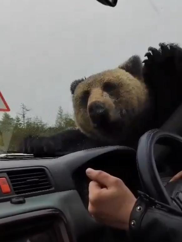 小熊一度被嚇得返回地上,但隨即又對汽車好奇。(X)