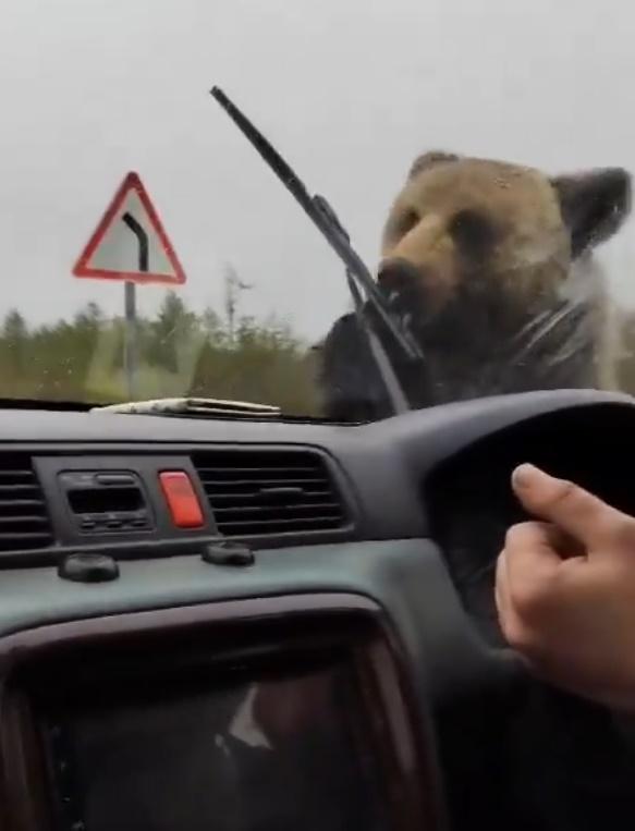 小熊更拗斷擋風玻璃上的雨刮,氣得司機破口大罵:「見鬼去吧!」。(X)