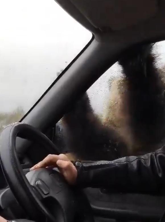 小熊更拗斷擋風玻璃上的雨刮,氣得司機破口大罵:「見鬼去吧!」。(X)