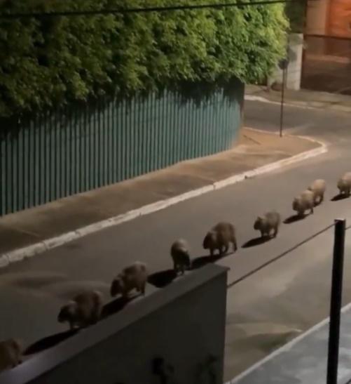 影片顯示,一整排水豚整齊地沿著馬路緩慢前行。(X)