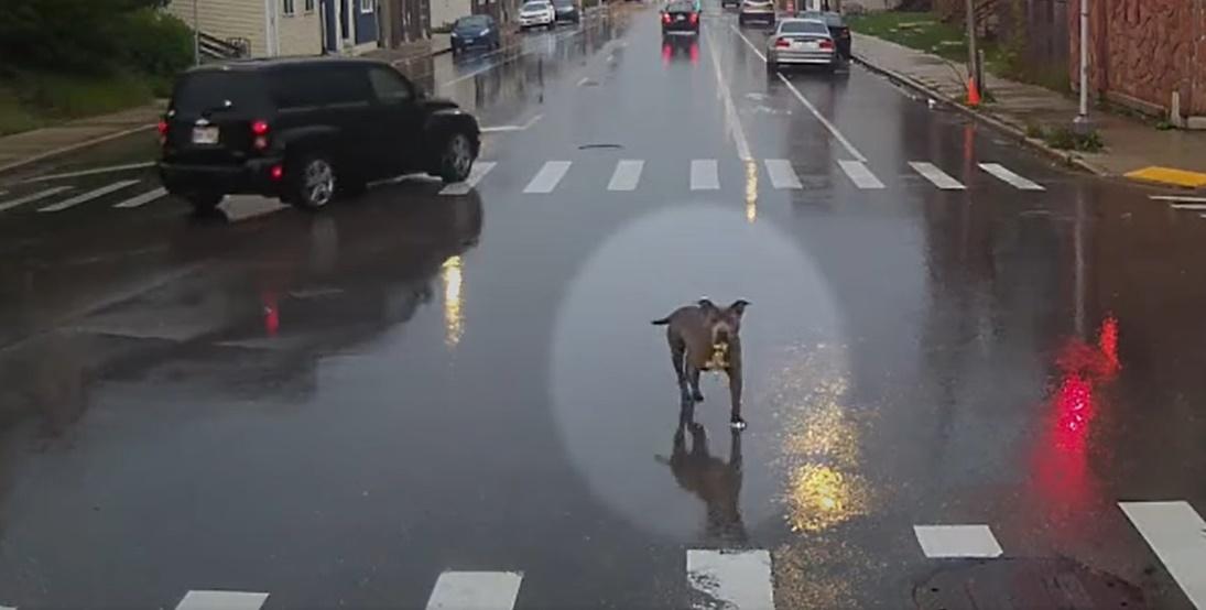 狗狗全身濕透在街上亂竄,幾次差點被其他車輛撞到,險象環生。(FB)