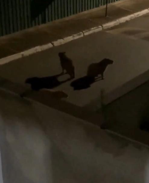 長長的隊伍中,水豚或大或小,還不時停下腳步。(X)