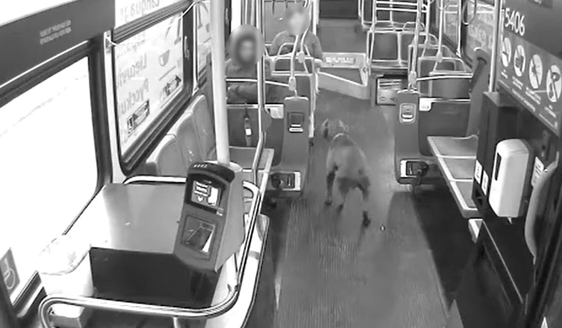 Stephany決定將巴士靠近打開車門,讓牠登車。(FB)