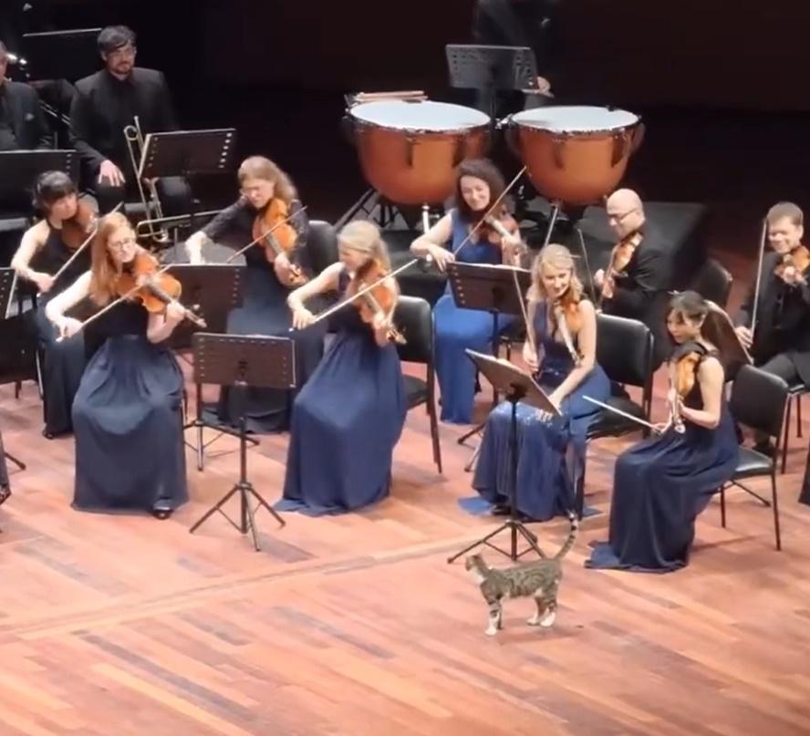 貓咪高舉著尾巴,悠閒地漫步在樂團前方。(IG)