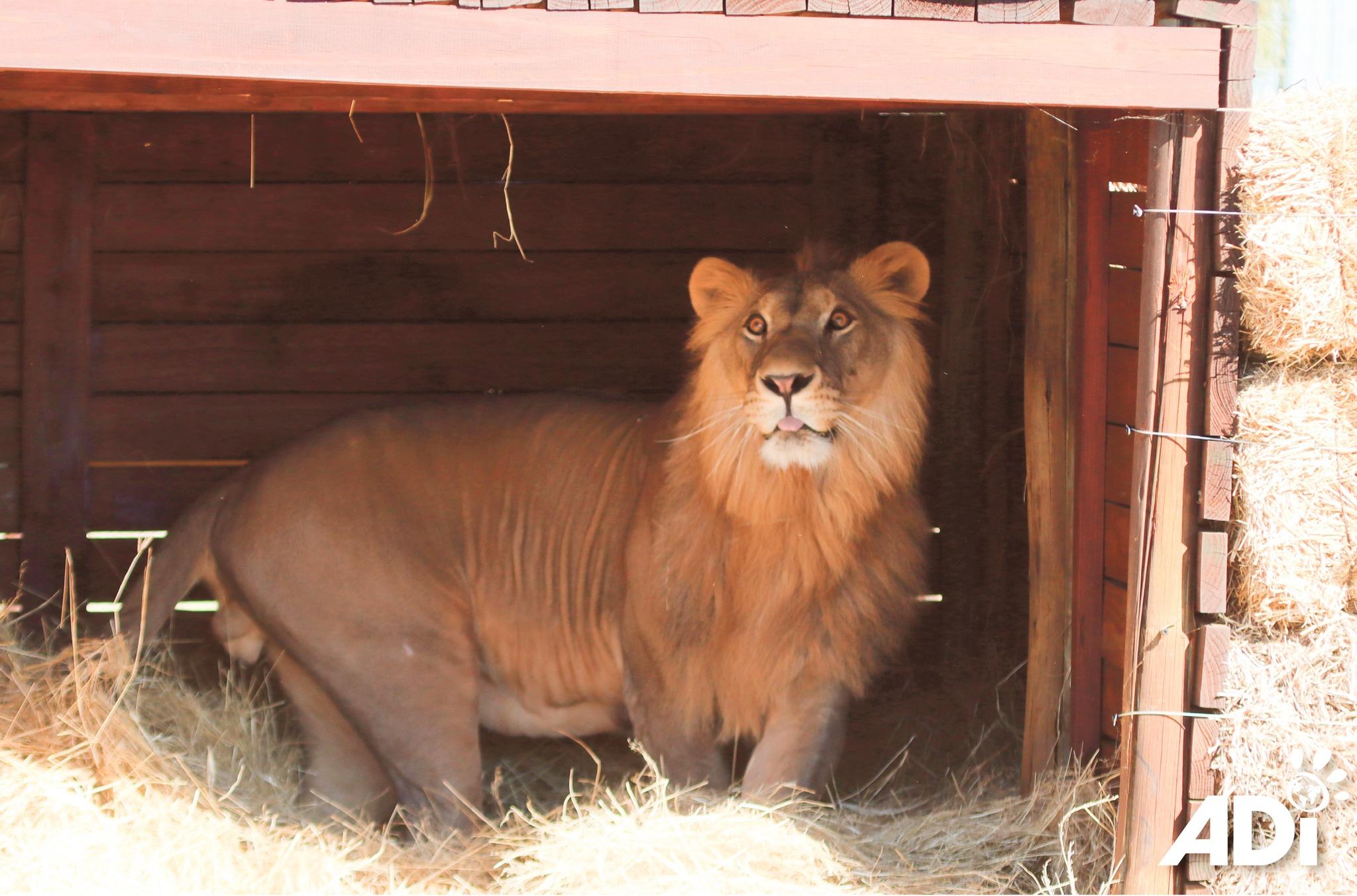 6隻獅子正在野生動物保護區沐浴陽光,玩著裝滿貓薄荷的沙袋,並享受玩巨型波波的樂趣。(FB)