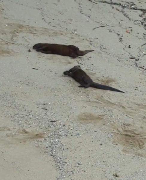 新加坡運油船意外,海獺難受打滾水鳥染黑。(X)