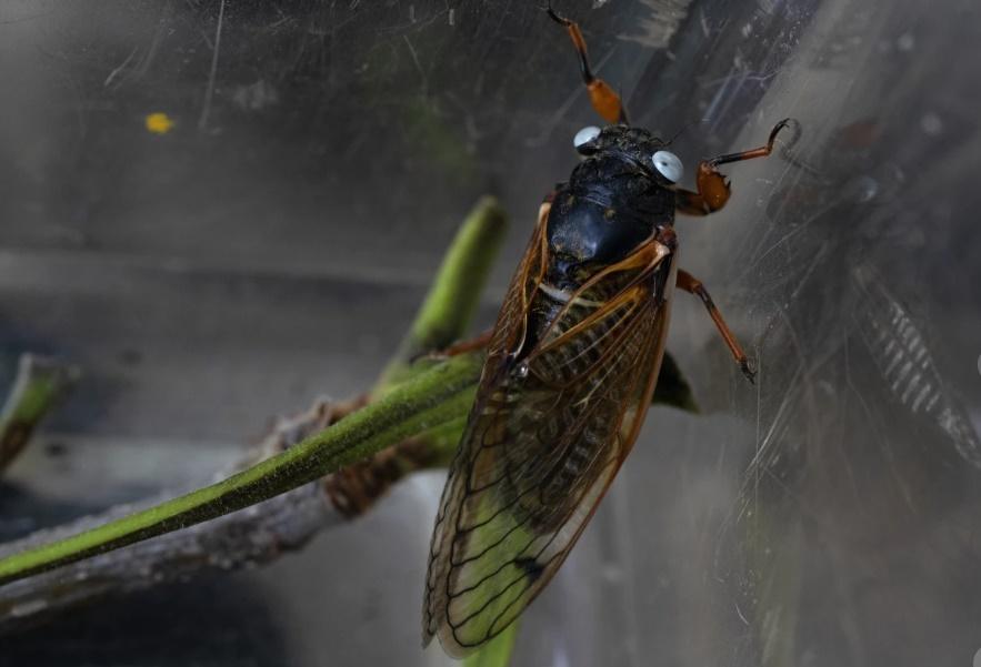 它的眼睛呈現淡淡的水藍色,有別於常見的紅色大複眼。(X)