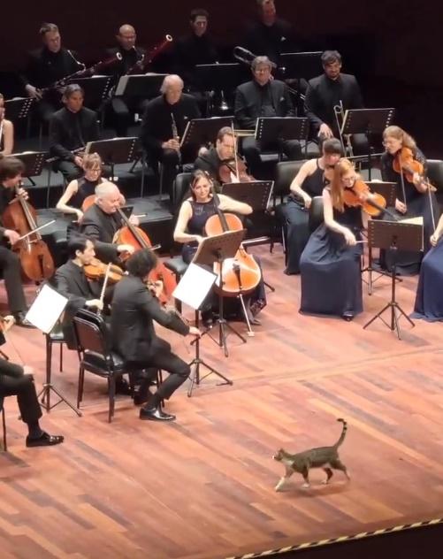 可愛的模樣就連一些樂團成員也忍不住笑了。(IG)