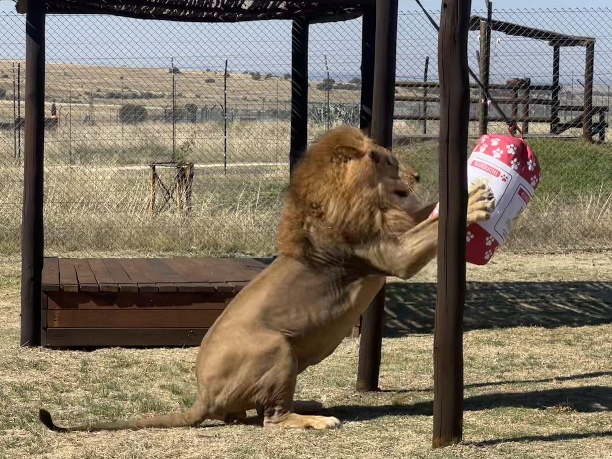 6隻獅子正在野生動物保護區沐浴陽光,玩著裝滿貓薄荷的沙袋,並享受玩巨型波波的樂趣。(FB)