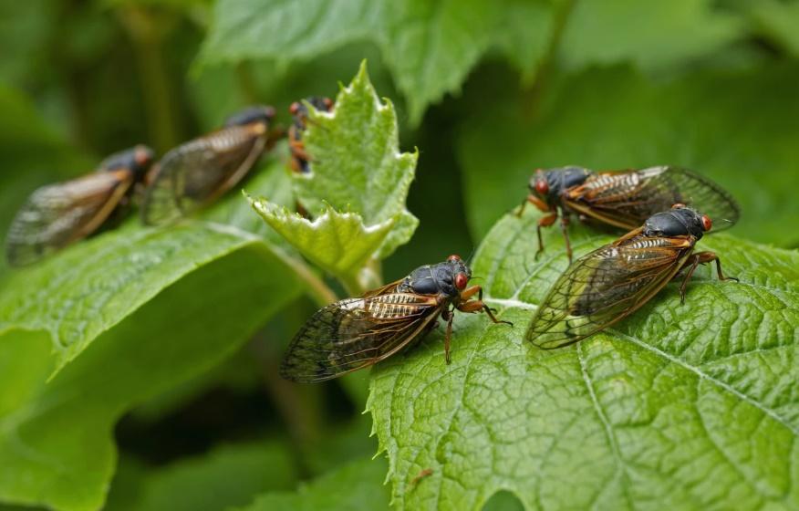 藍眼蟬的眼睛呈現淡淡的水藍色,有別於常見的紅色大複眼。(X)