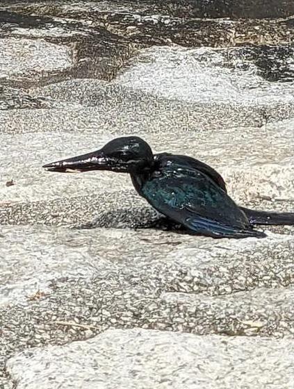 新加坡運油船意外,海獺難受打滾水鳥染黑。(X)