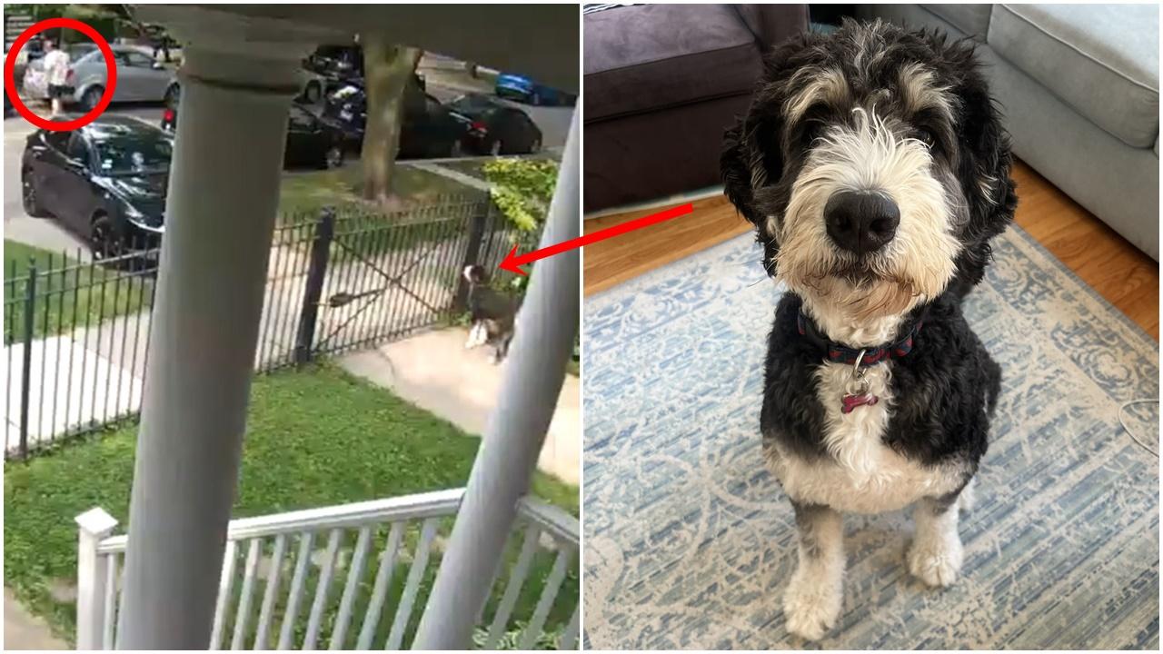 影片結尾還可見Jason的狗狗跑到前院看熱鬧。(X)