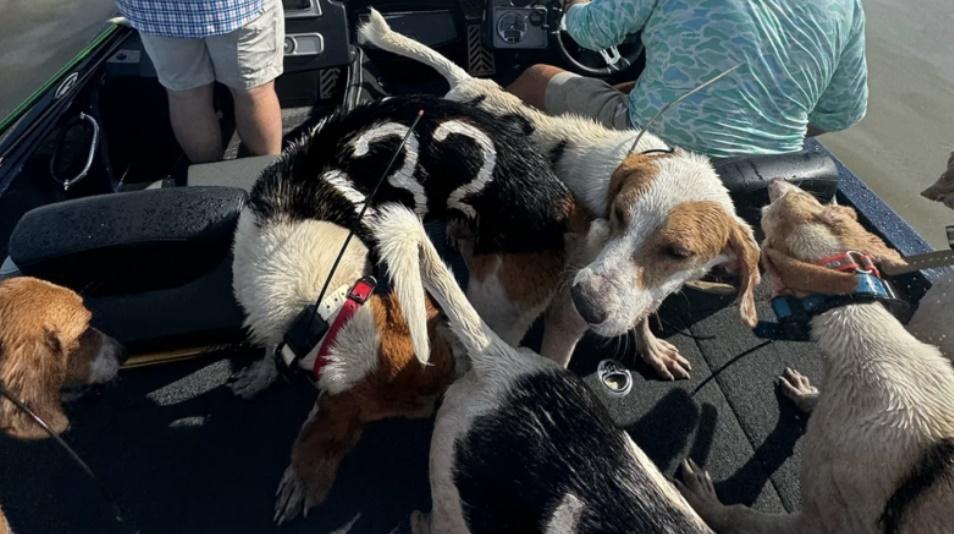 這些狗狗頸上會都戴都昂貴的 GPS 無線電項圈,身上還寫有號碼,原來牠們全都是獵犬。(網上圖片)