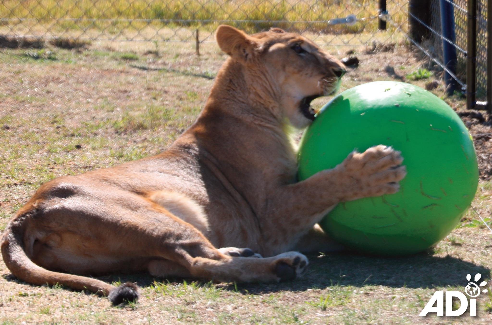 6隻獅子正在野生動物保護區沐浴陽光,玩著裝滿貓薄荷的沙袋,並享受玩巨型波波的樂趣。(FB)
