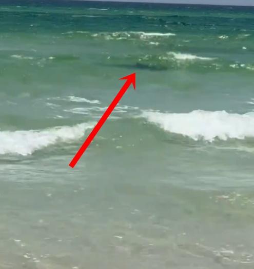 事發前有漁民拍得鯊魚蹤影。(X)