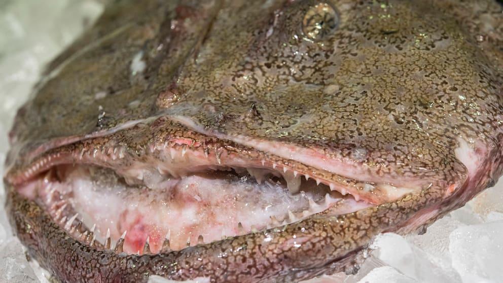鮟鱇魚外貌恐怖,但擁有極高營養價值。(網上圖片)