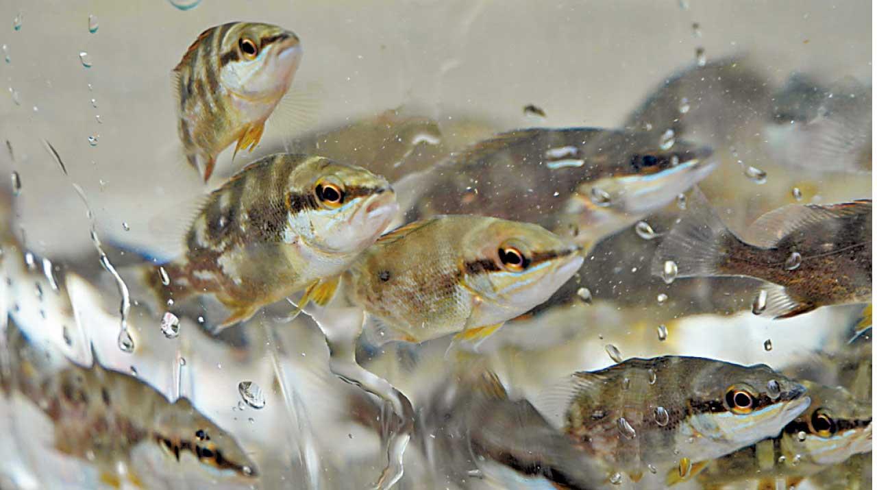 漁護署 全國放魚日