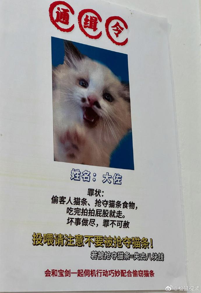 「大佐」和「寶劍」的貓會偷吃和搶奪客人的貓條。(微博)