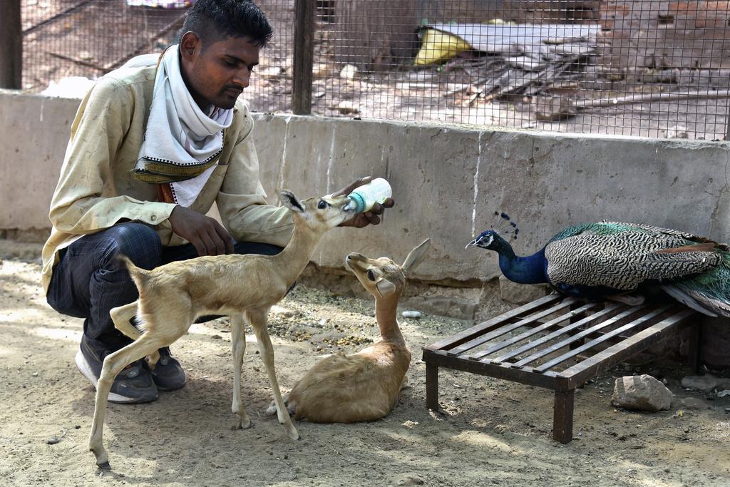 印度近日受到熱浪侵襲,動保人員給獲救的小鹿餵水。(美聯社)