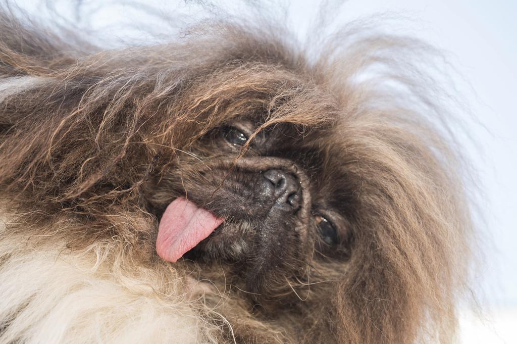 今年世界最醜狗狗比賽,由8歲北京狗Wild Thang奪冠。(美聯社)