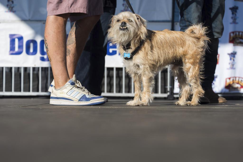 參賽狗狗Mochi。(美聯社)