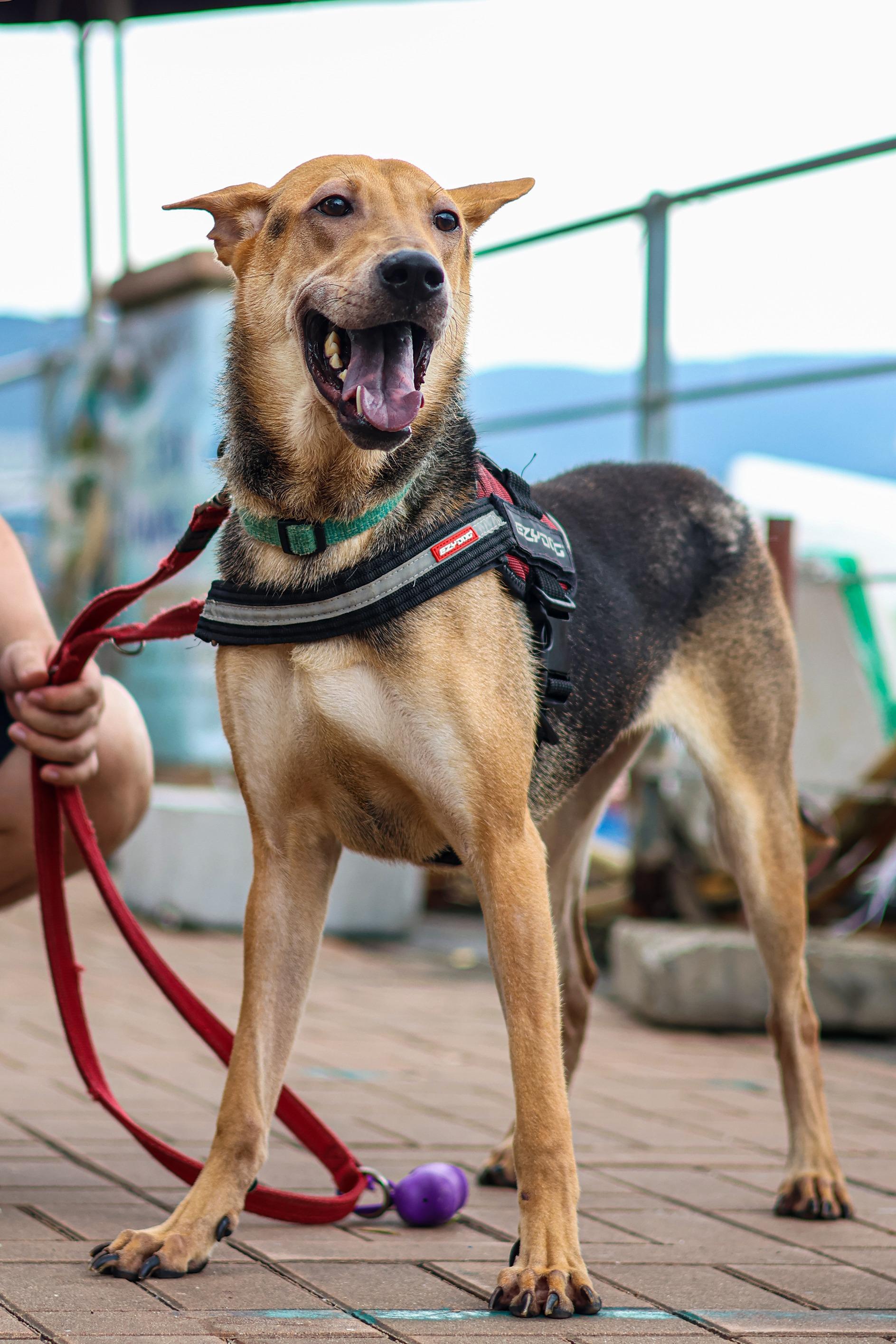 愛協西貢領養中心地下的狗隻領養區現已擴大,狗舍空間更寬敞。