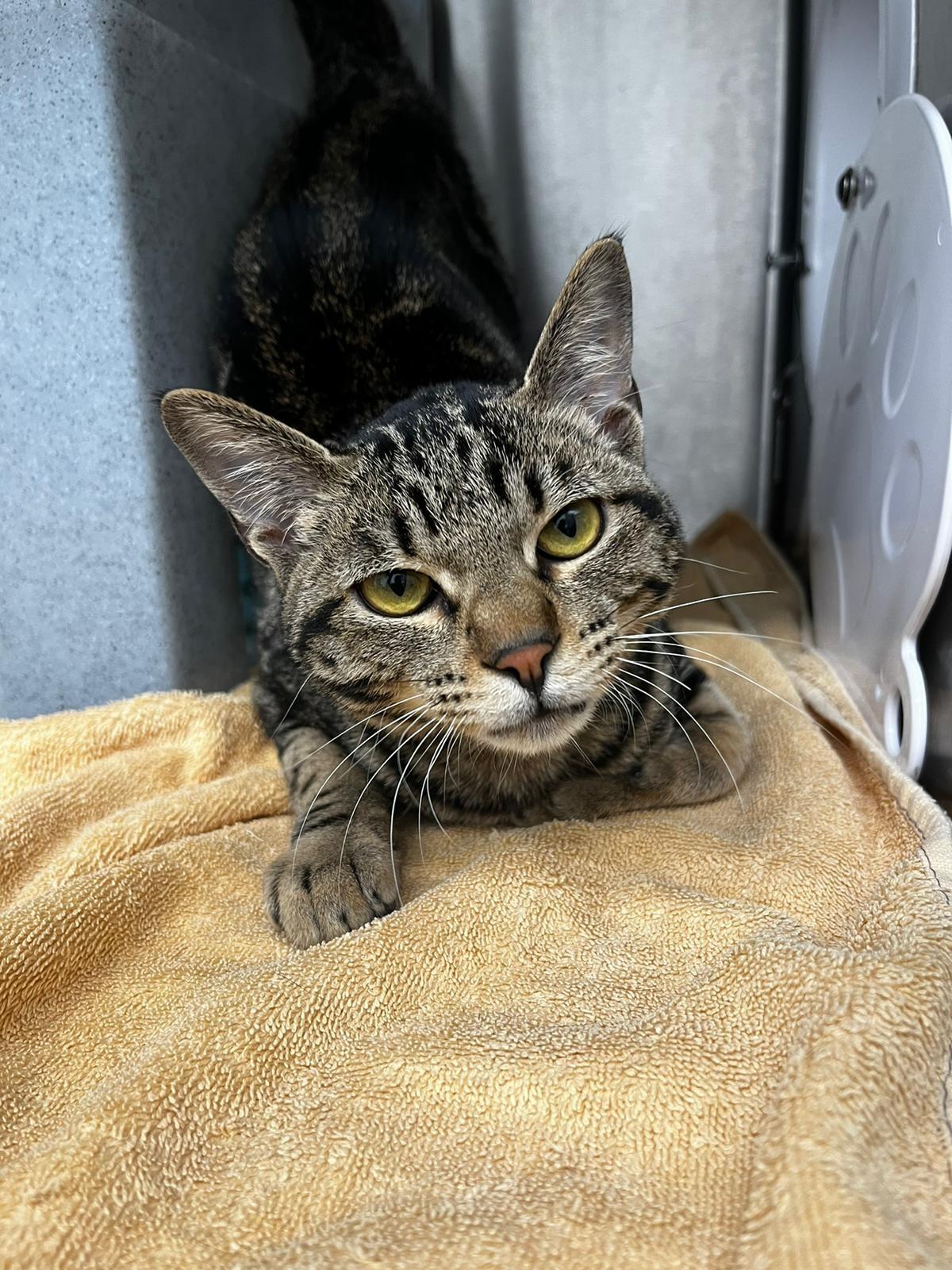 愛協西貢領養中心新增貓隻領養服務。